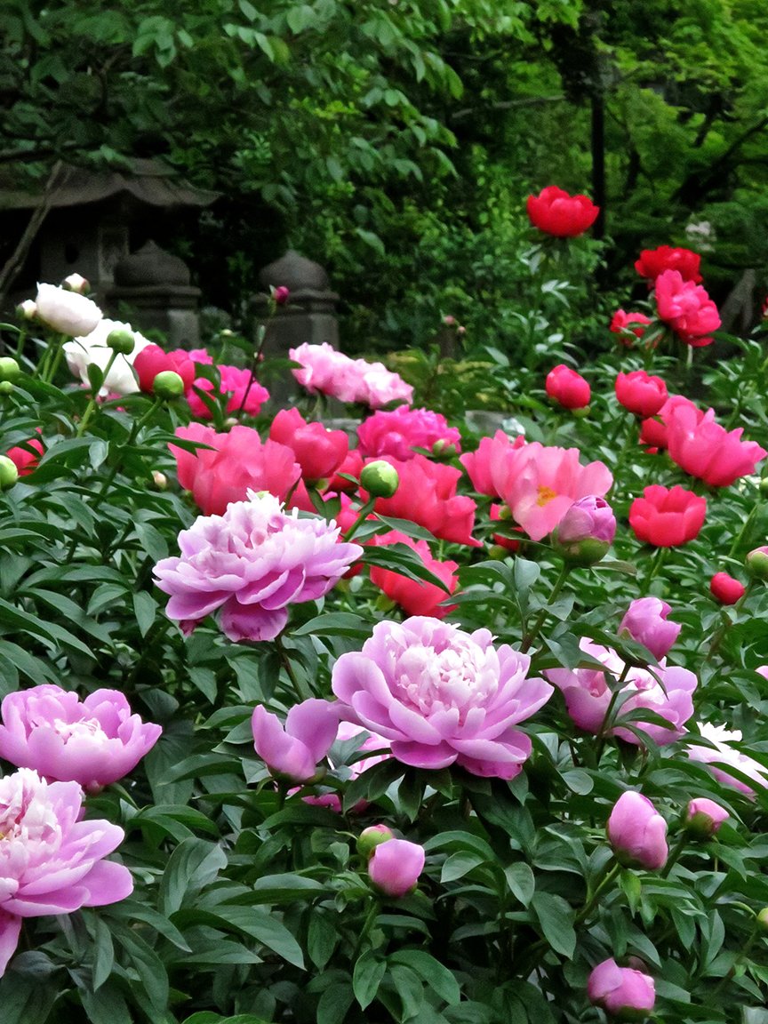 ⛩️ 니시아라이 다이시 소지지 (西新井大師 總持寺) 이미지 8